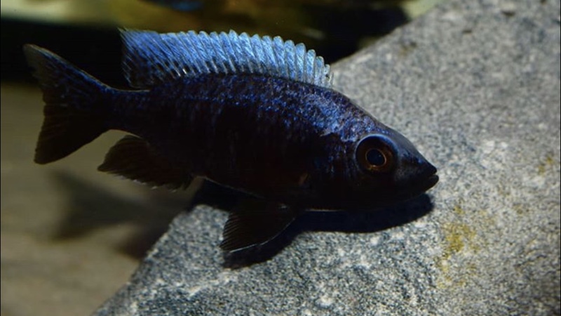 Copadichromis trewavasae 'Undu Reef'